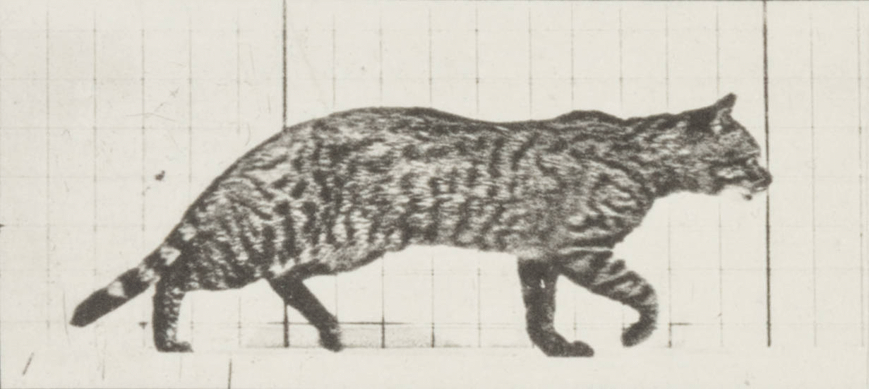 Galloping Cat (1887)