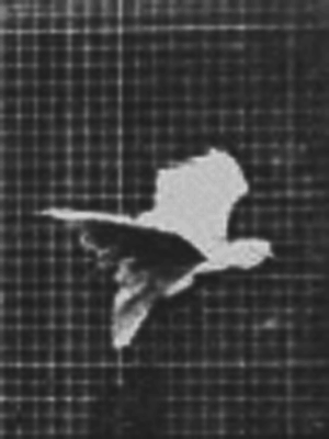 Uçan Kakadu (1887)