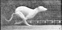 Dörtnala Köpek (1887)